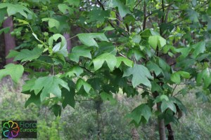 liriodendron tulipifera (2).jpg